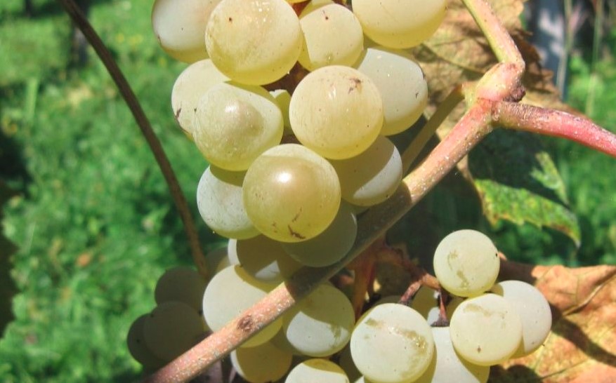 10. zbiranje vzorcev pijače iz grozdja samorodnih vinskih trt