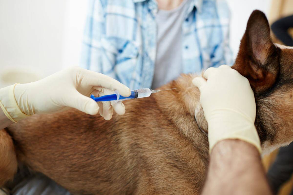 Cepljenje psov proti steklini