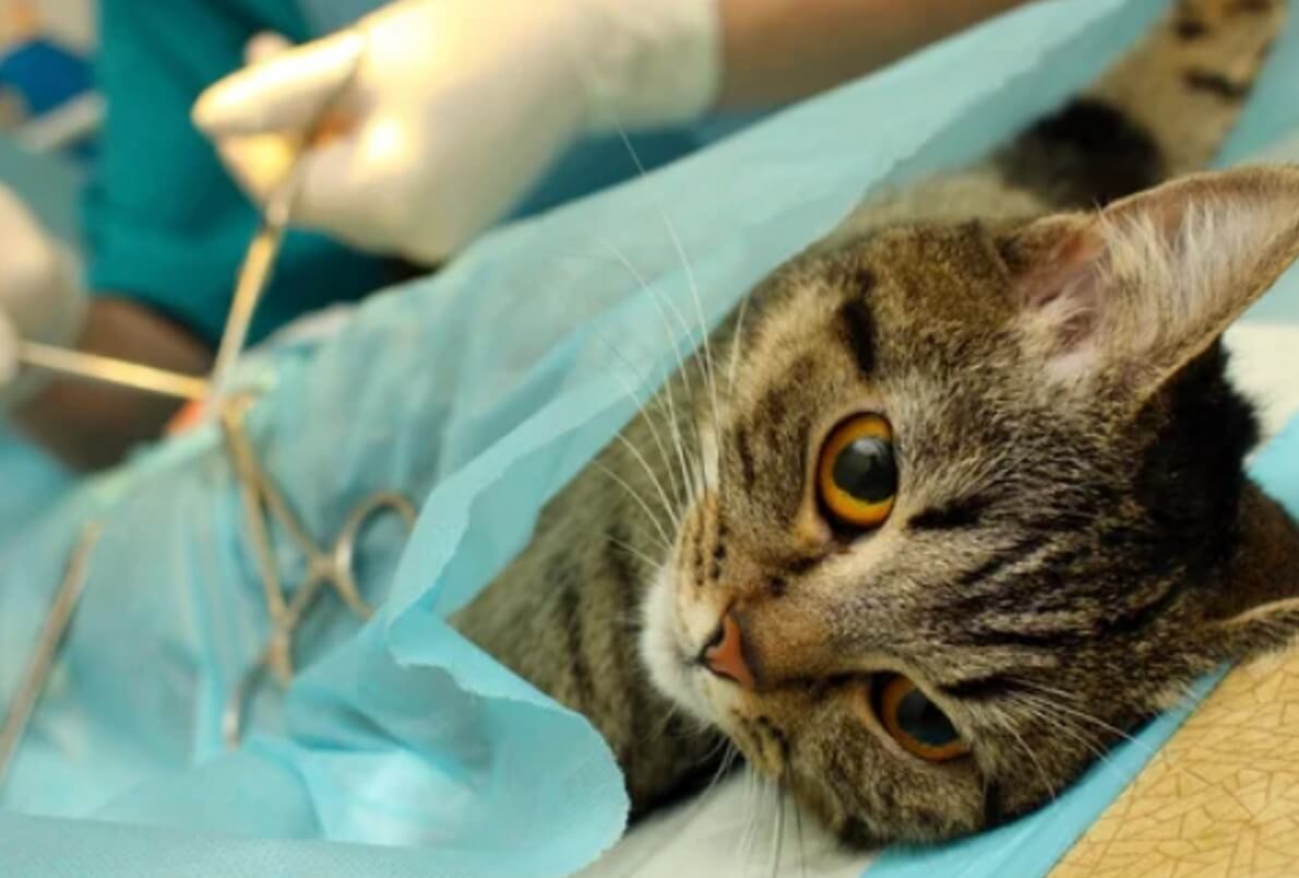 Sofinanciranje sterilizacije in kastracije lastniških mačk