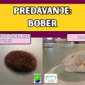Vabljeni na predavanje o bobru