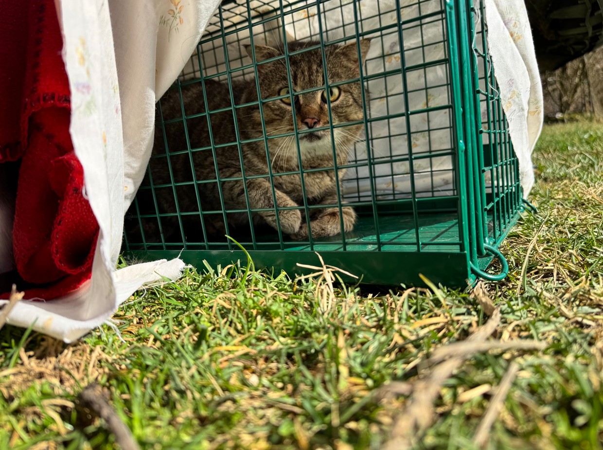Sterilizacija in kastracija – odgovorna skrb za mačke